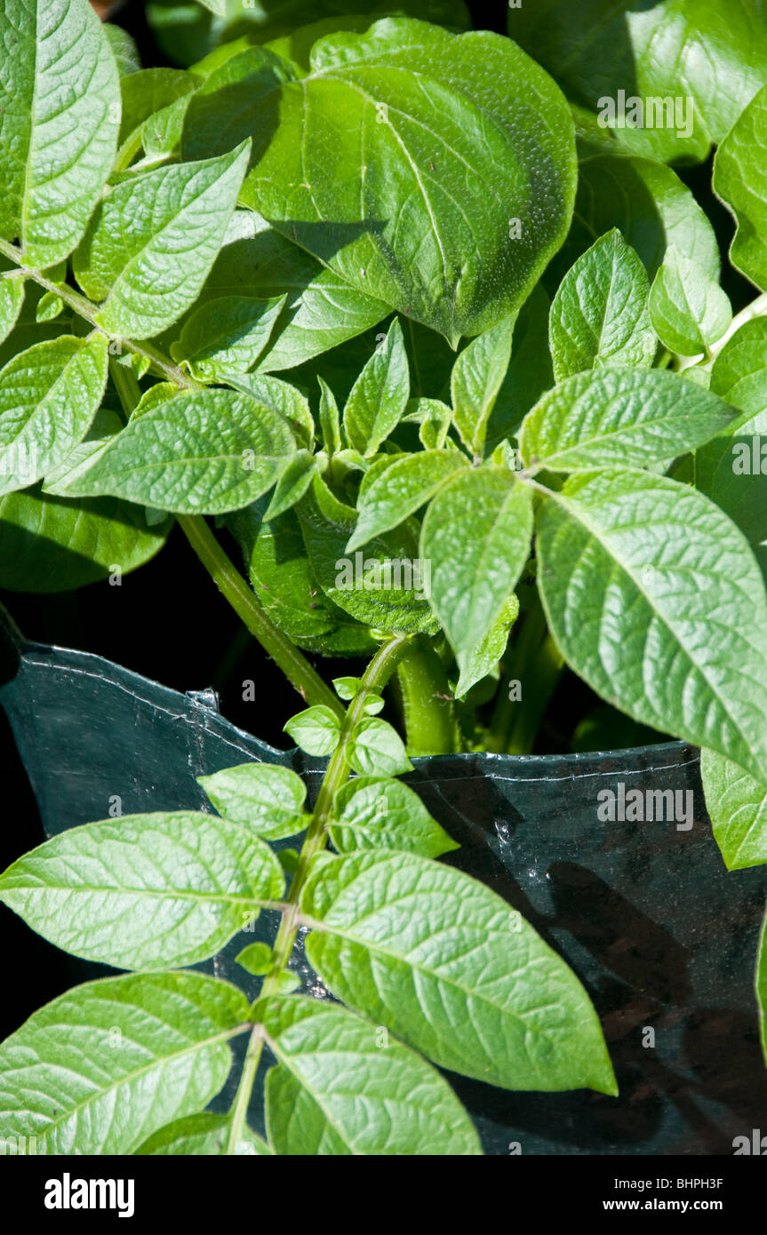 Potato plant hires stock photography and images Alamy