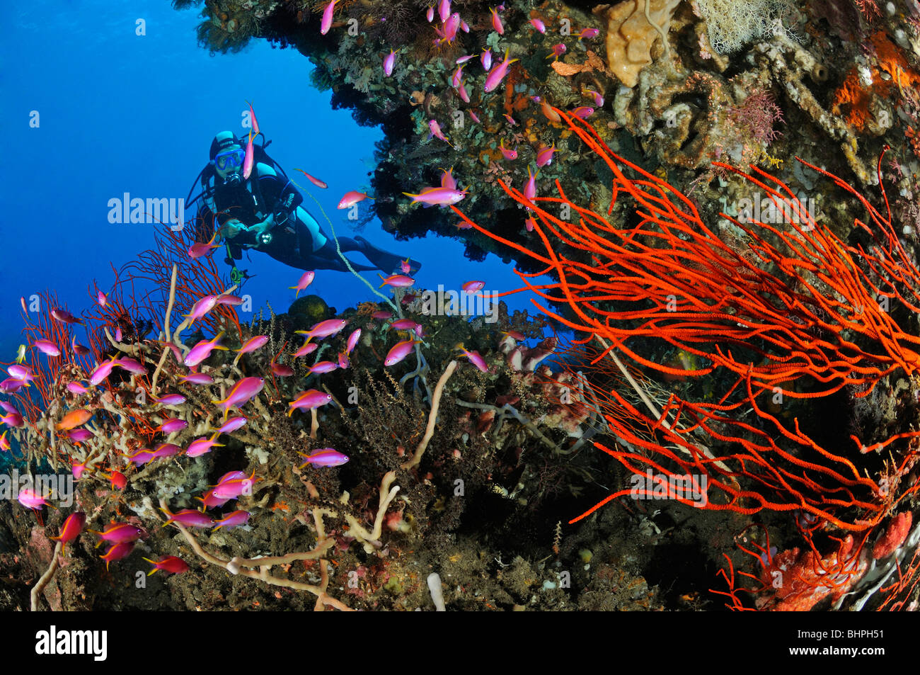 Pseudanthias tuka, Ellisella ceratophyta, scuba diver with colorful coral reef and Purple queen and soft corals, Bali Stock Photo