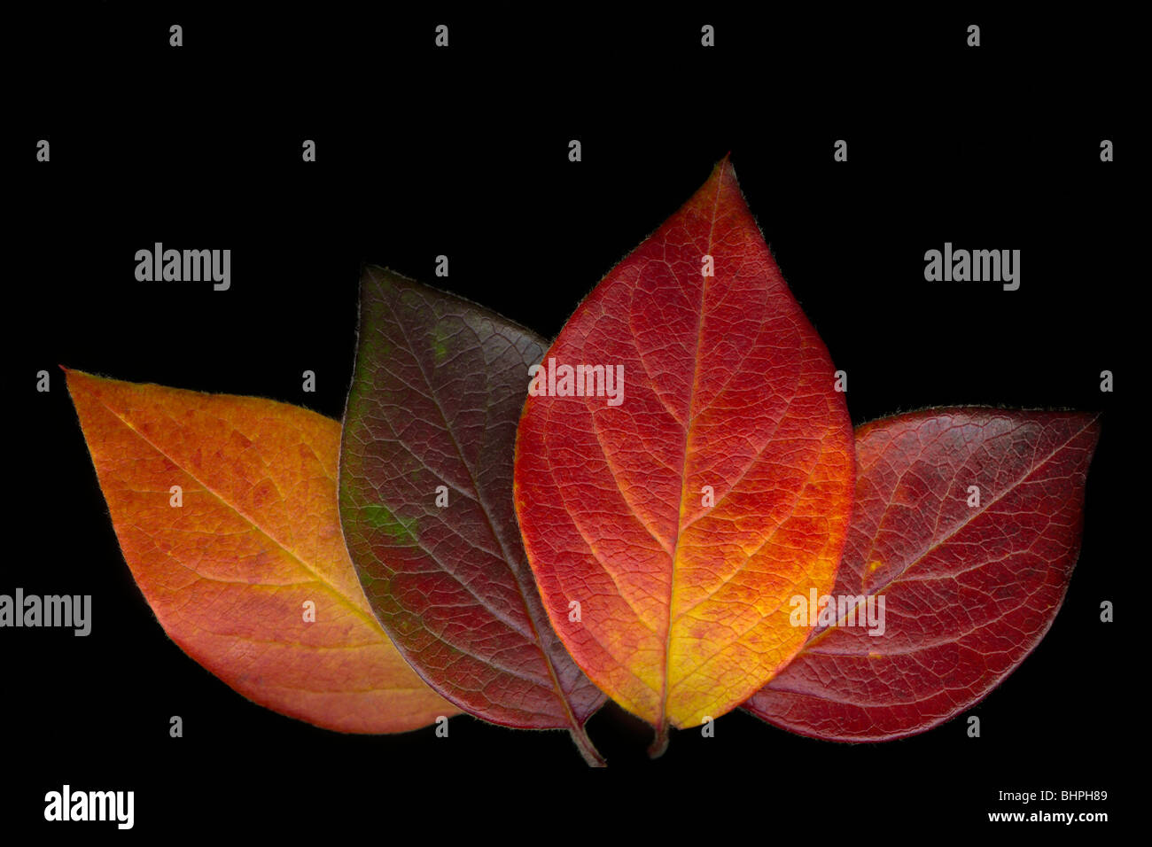 Group of 4 brightly colored fall cotoneaster leaves on black background with copy space Stock Photo