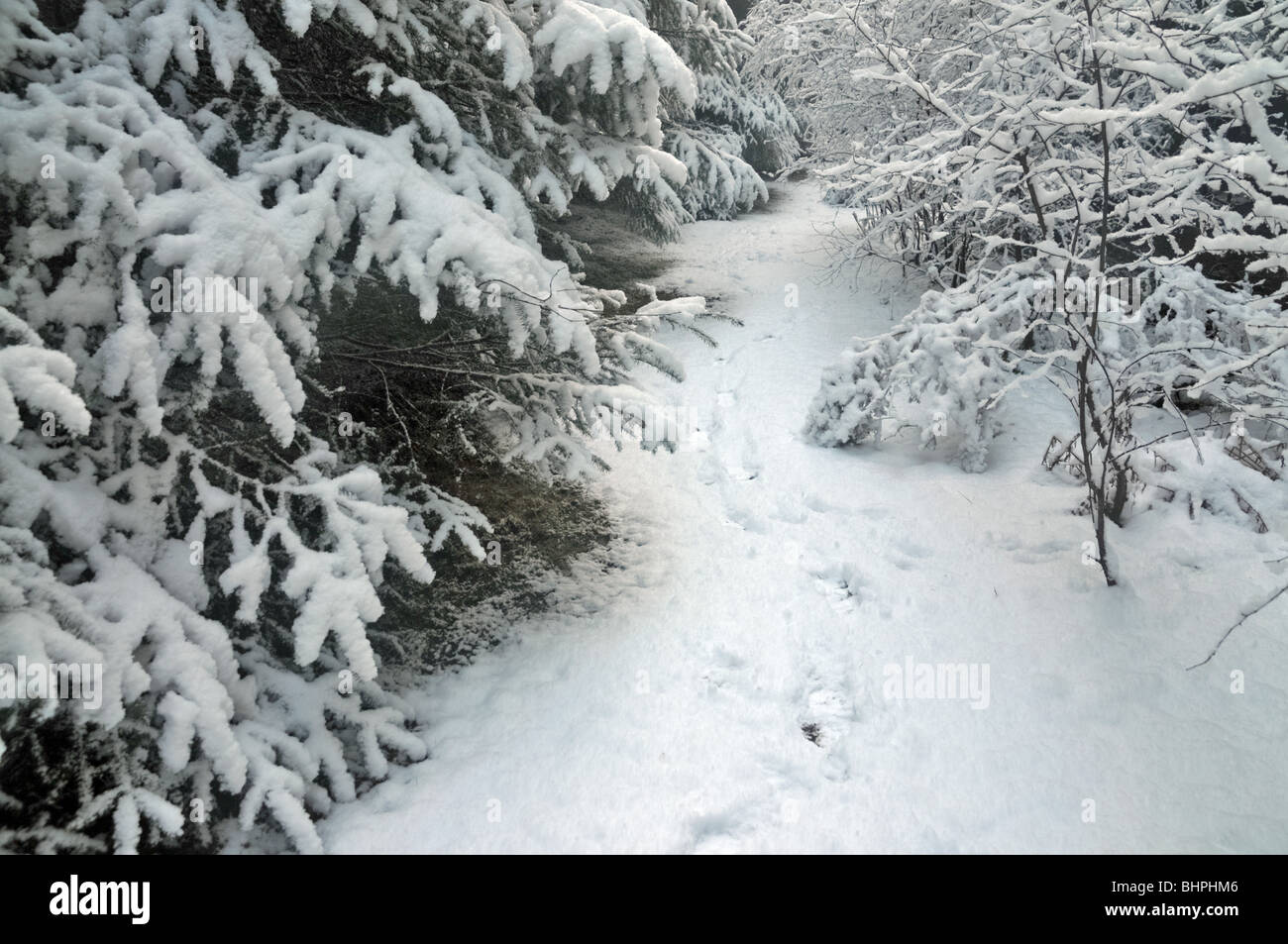 A snowy winter scene of a track through snow laden  fir trees. Stock Photo