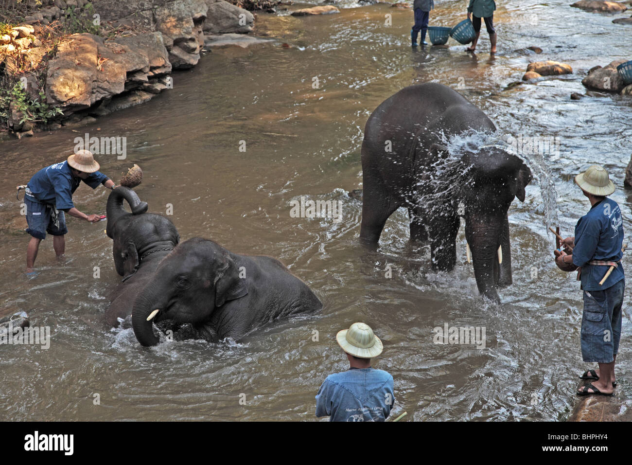 Elephants bathing in river at Maesa Elephant Camp near Chiang Mai, Thailand Stock Photo