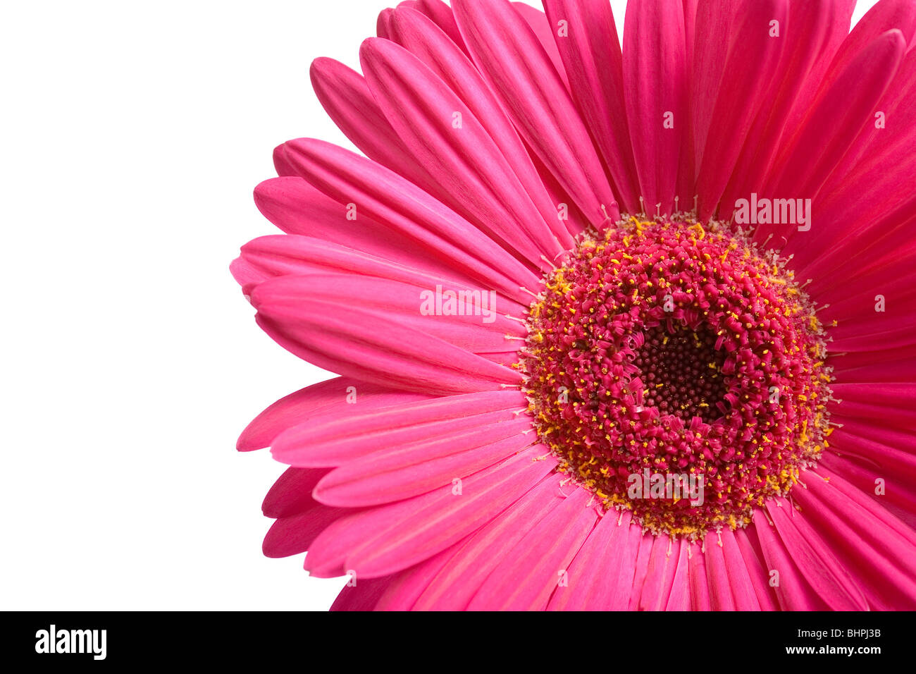 Single Pink Gerbera on a white background Stock Photo