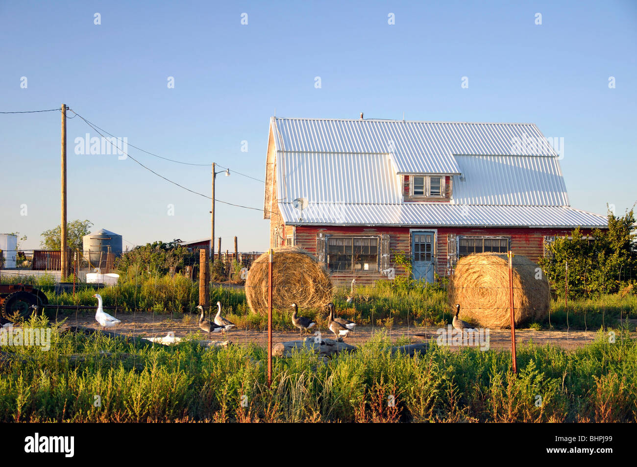 Old house with geese hi-res stock photography and images - Alamy