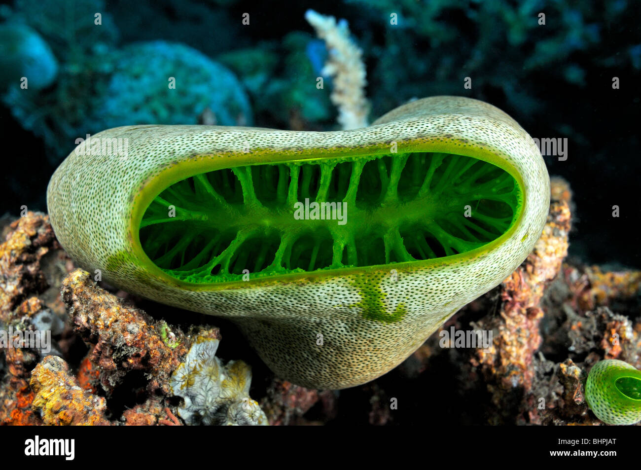 Didemnum Molle Green Urn Sea Squirt Bali Indonesia Indo
