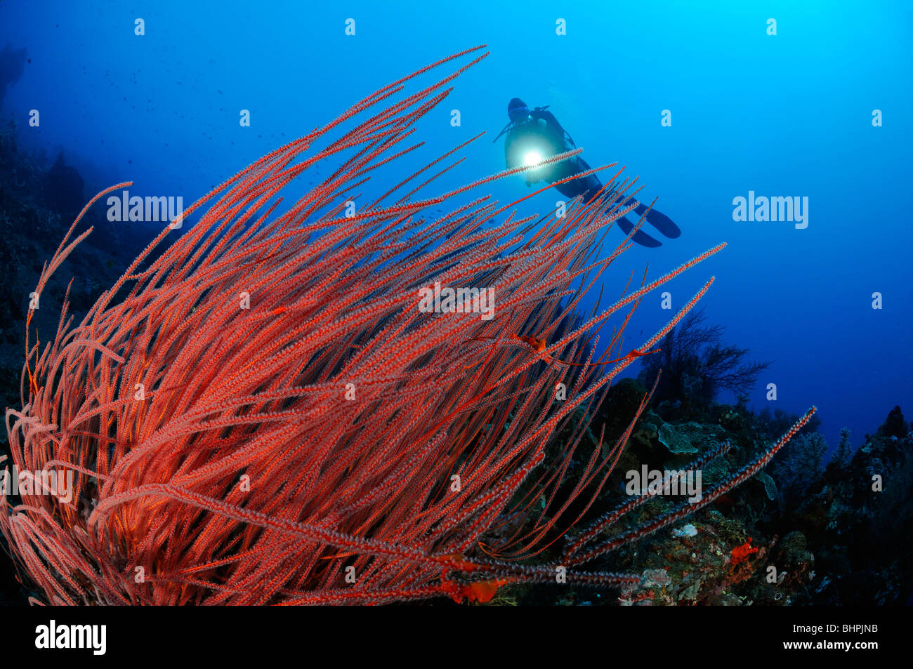 Ctenocella cercidia, Ellisella cercidia, Ellisella ceratophyta, scuba diver with red whip corals, Alam Batu, Housereef, Bali Stock Photo