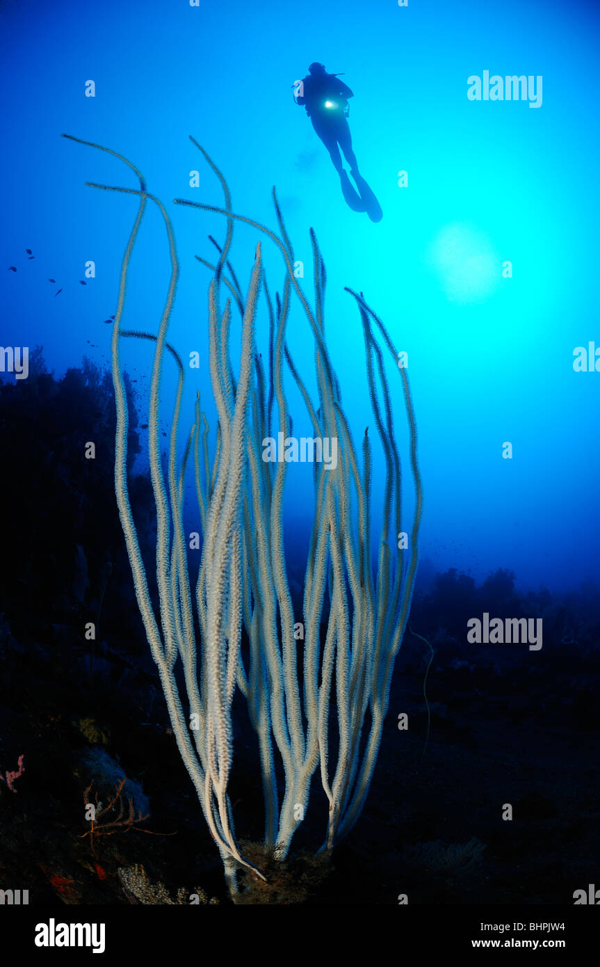 Ctenocella cercidia, Ellisella cercidia, Ellisella ceratophyta, scuba diver with white whip corals, Alam Batu, Housereef, Bali Stock Photo