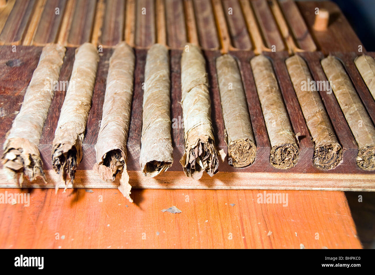 detail of fresh hand rolled quality cigars in production rack in