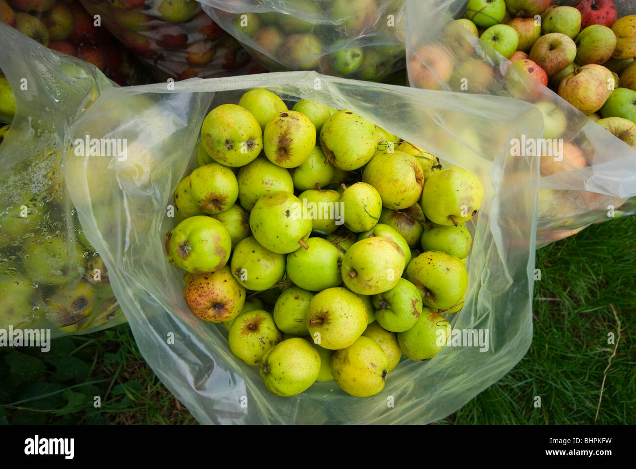 https://c8.alamy.com/comp/BHPKFW/cider-apples-bagged-and-ready-for-collection-BHPKFW.jpg