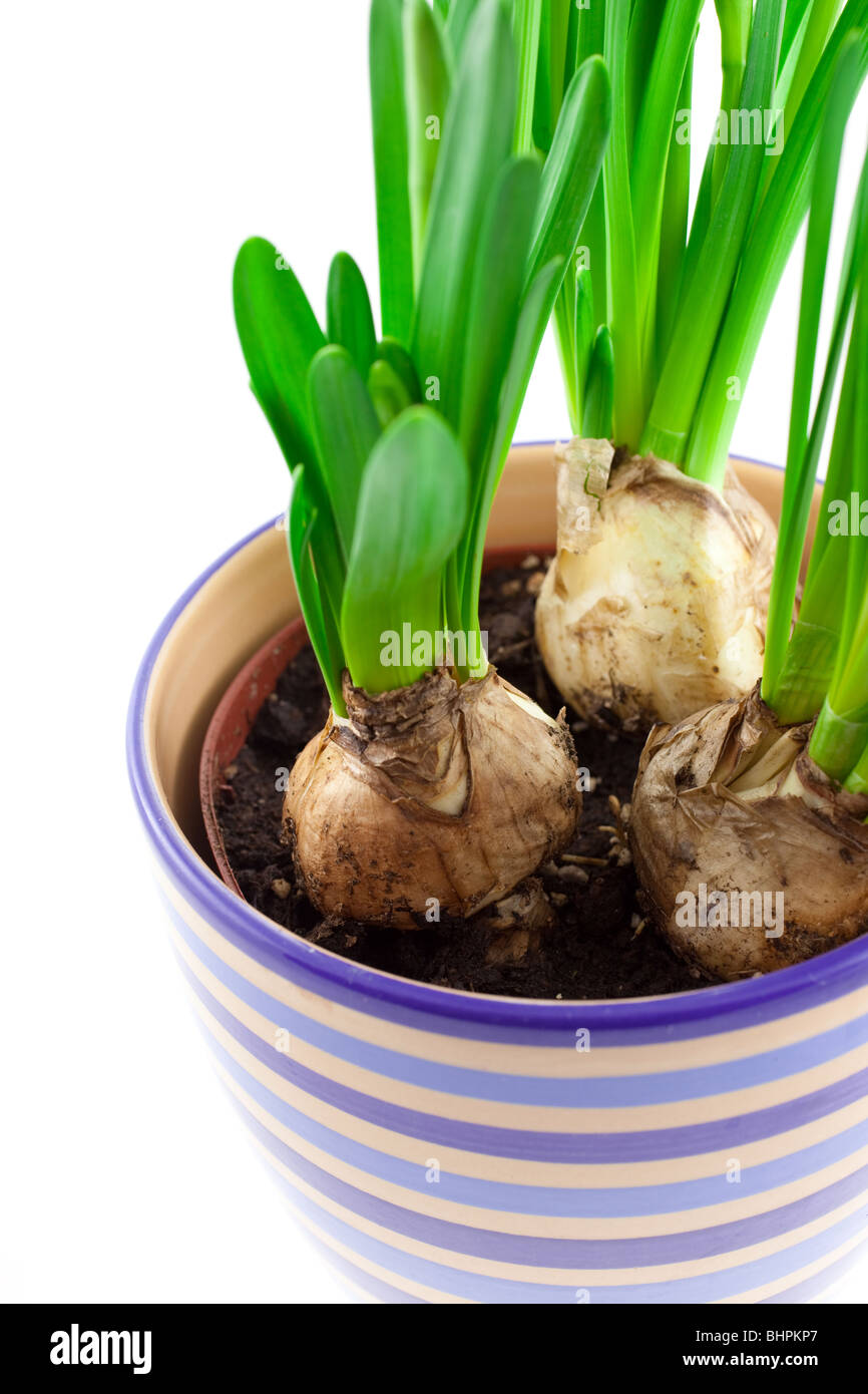narcissus bulbs in ceramic pot isolated on white background Stock Photo