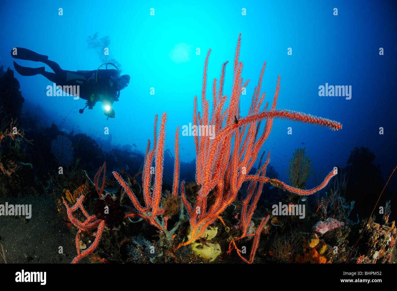 Ctenocella cercidia, Ellisella cercidia, Ellisella ceratophyta, scuba diver with red whip corals, Bali Stock Photo
