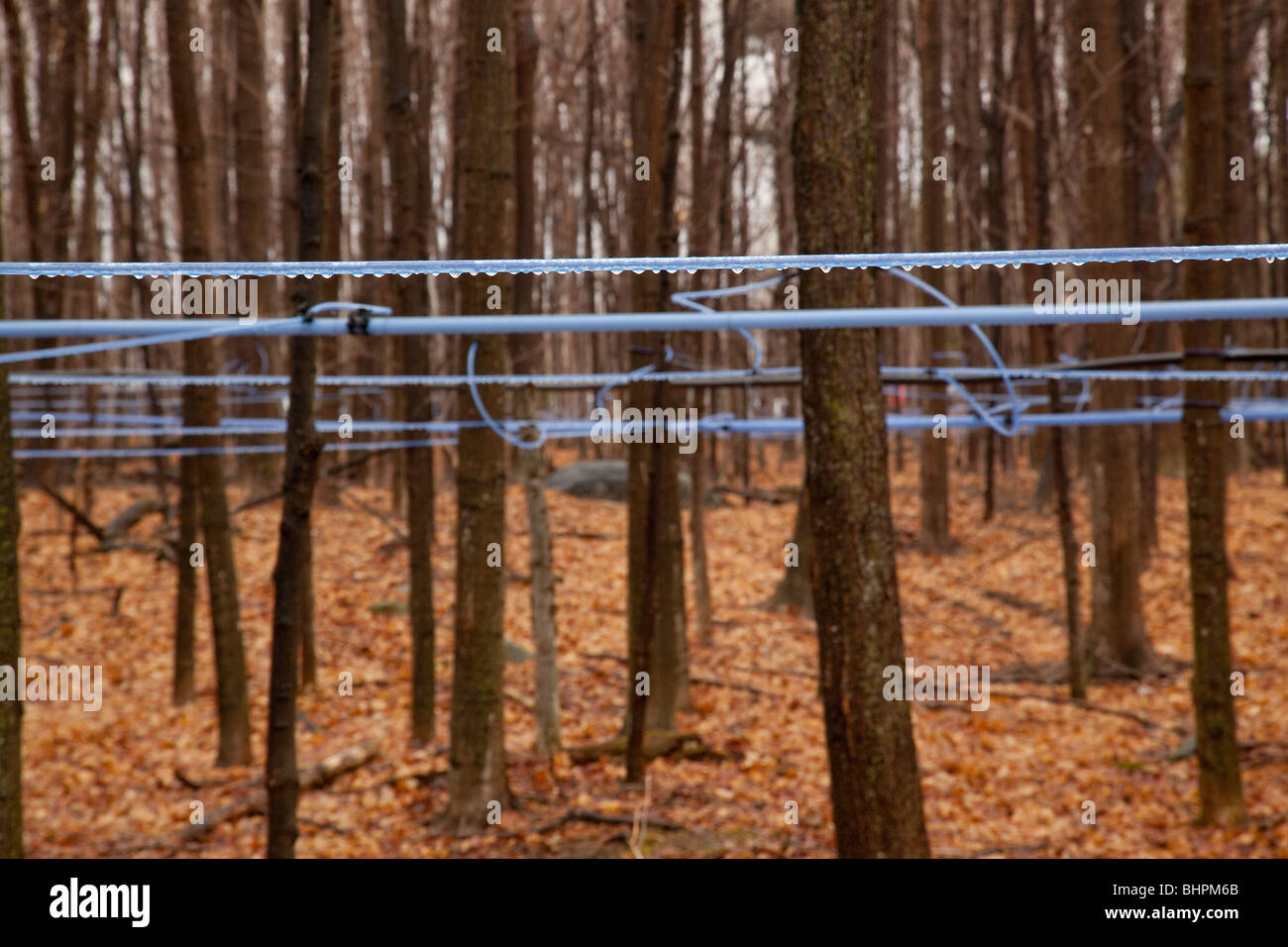 Maple syrup lines hires stock photography and images Alamy