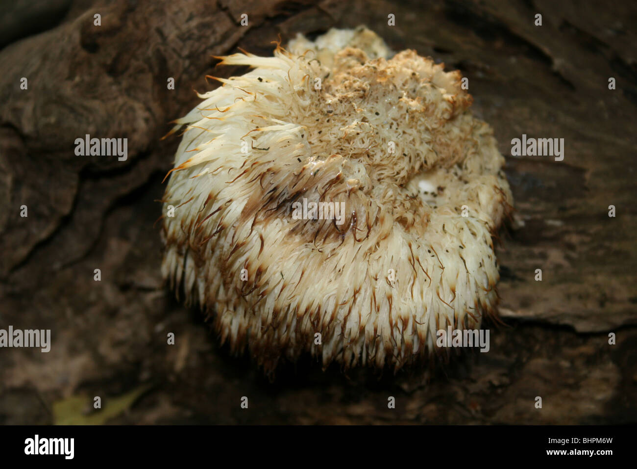 Lion's Mane mushroom on old log. Virginia, USA Stock Photo