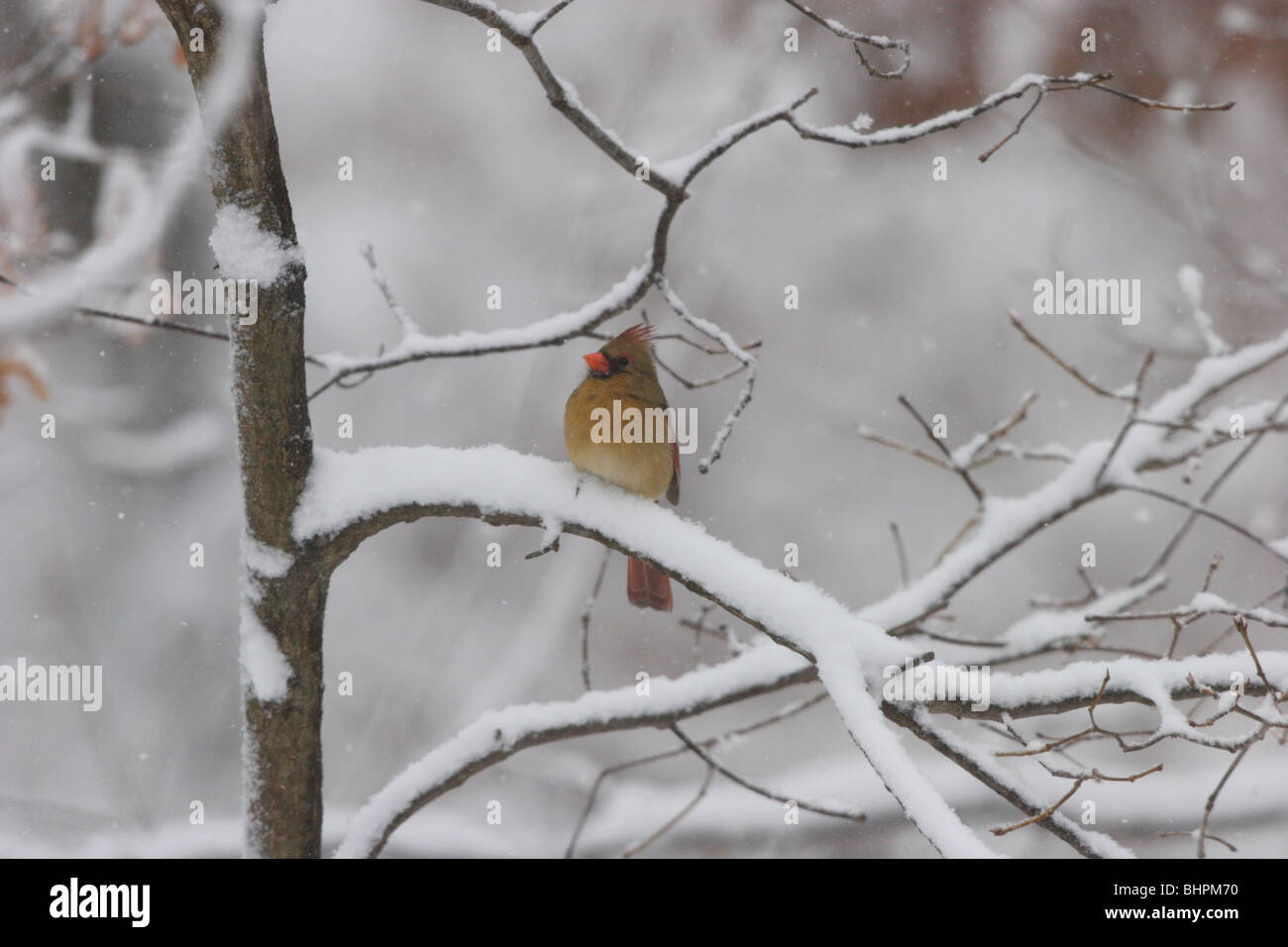 Female Cardinal in snowstorm Stock Photo