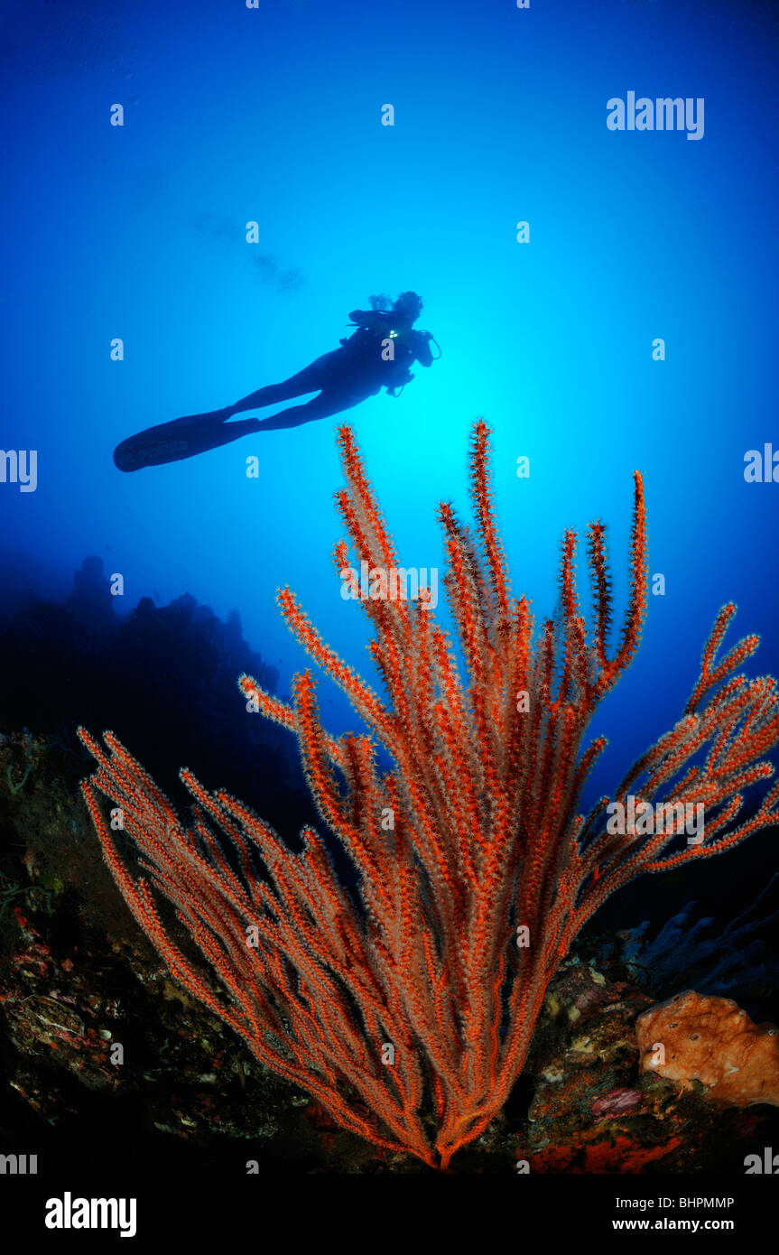 Ctenocella cercidia, Ellisella cercidia, Ellisella ceratophyta, scuba diver with red whip corals, Alam Batu, Housereef, Bali Stock Photo