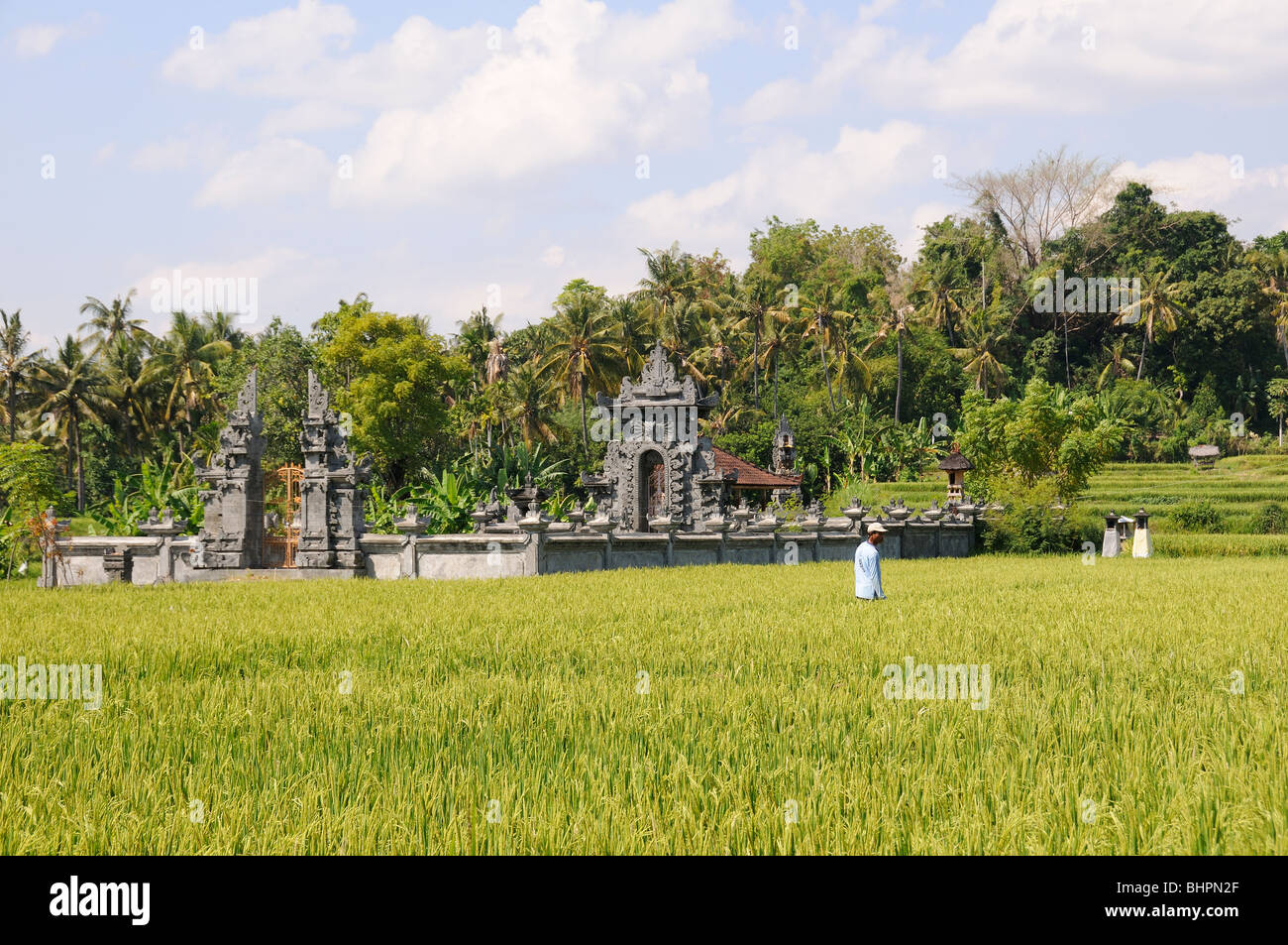 Pura Segara, Oryza sativa, Hindu-temple in Rice field, Purijati, Desa Umeanyar, Bali, Indonesia Stock Photo