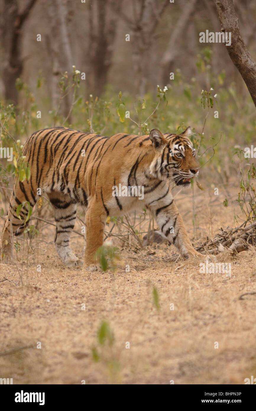 A watchful Bengal Tiger Machali at Ranthambore Tiger Reserve, India ...