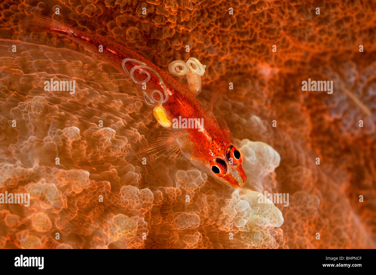Pleurosicya mossambica, Toothy goby with parasites on hard coral, Alam Batu, Bali, Indonesia, Indo-Pacific Ocean Stock Photo