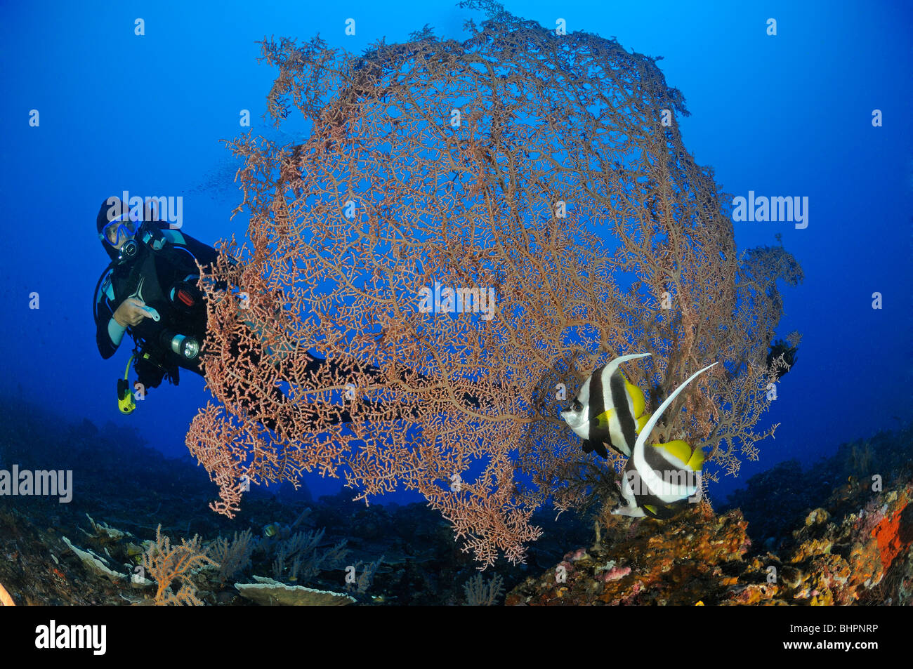 Muricella plectana, Heniochus diphreutes, scuba diver with large Gorgonian Coral and 2 bannerfish, Kubu, Drop Off, Bali Stock Photo