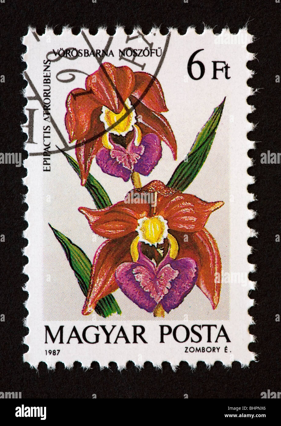 Hungarian postage stamp showing an orchid (epipactus atrorubens Stock ...
