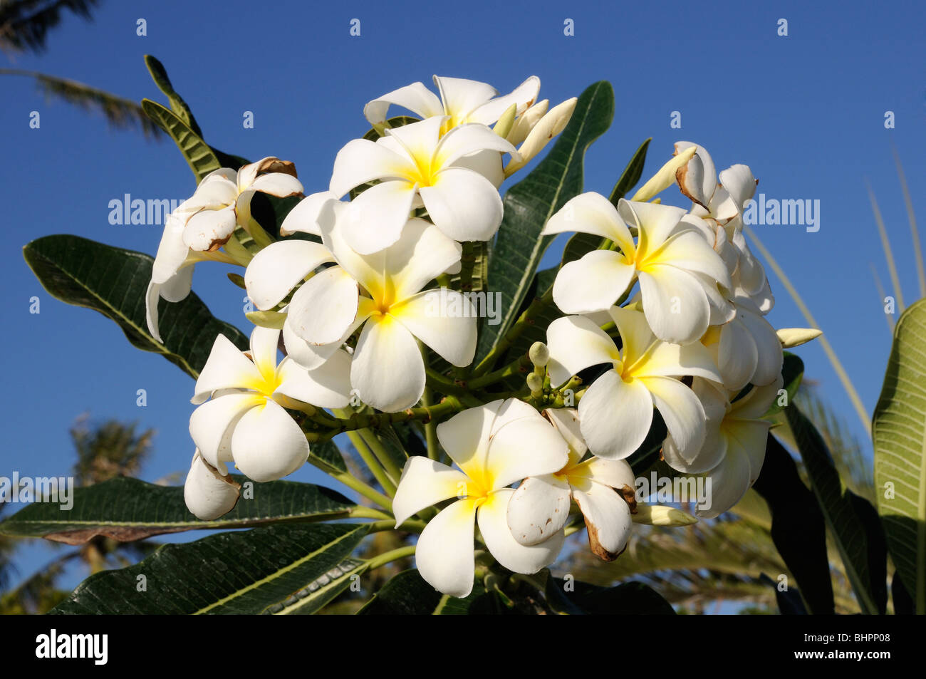 Plumeria sp., flourish Plumeria, Frangipani, white, Bali, Indonesia, Indo-Pacific Ocean Stock Photo