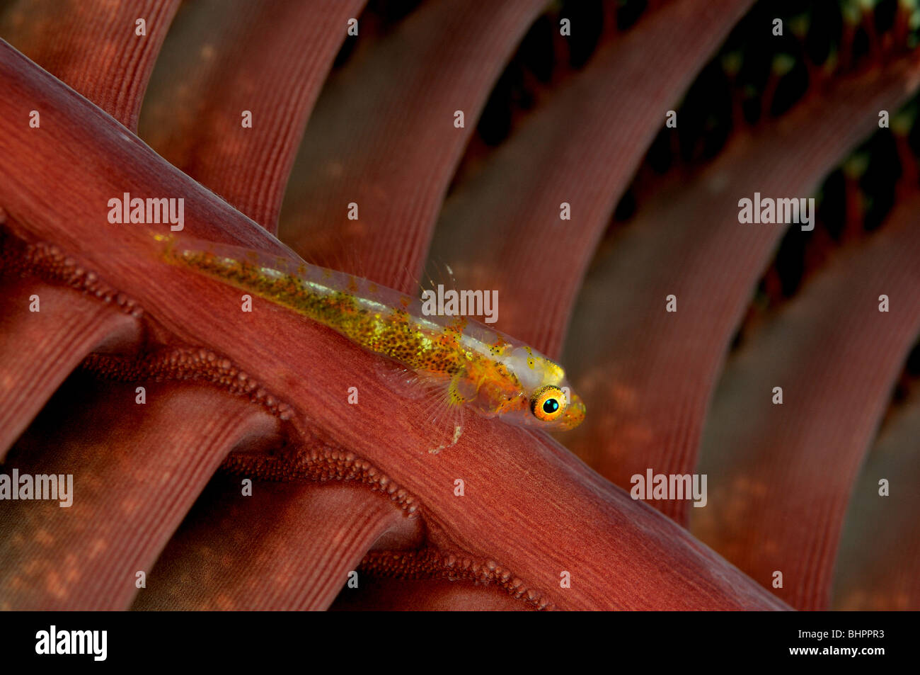 Bryaninops amplus, Whip Goby on Sea Pen, Bali, Indonesia, Indo-Pacific Ocean Stock Photo