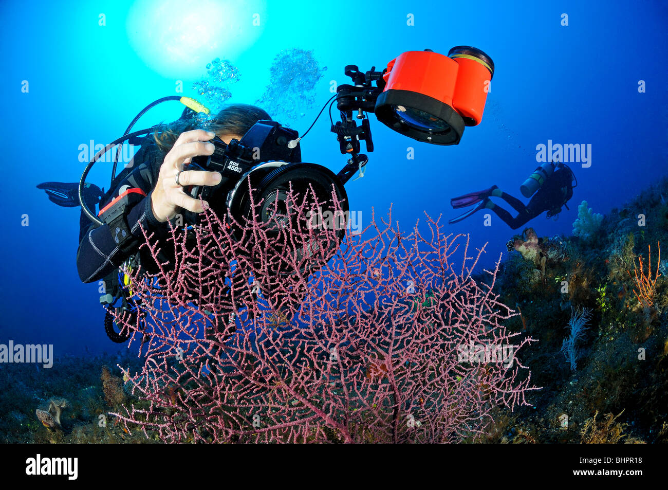 scuba diver takes pictures of pygmy seahorse on Gorgonian Coral, underwater-photographer, Bali Stock Photo