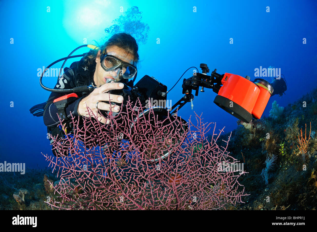 scuba diver takes pictures of pygmy seahorse on Gorgonian Coral, underwater-photographer, Bali Stock Photo