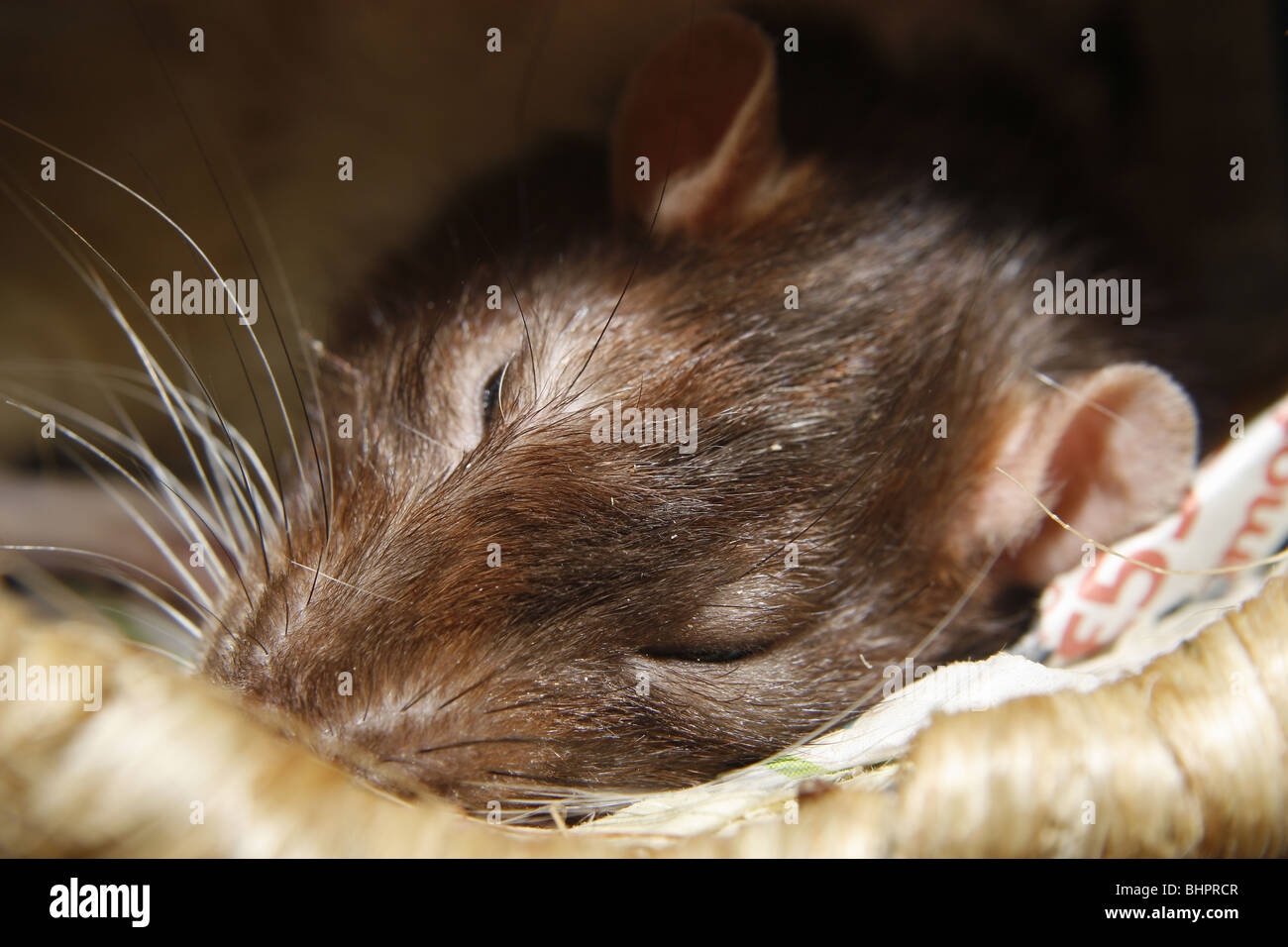 rat pet rodent sleep sleeping Stock Photo Alamy