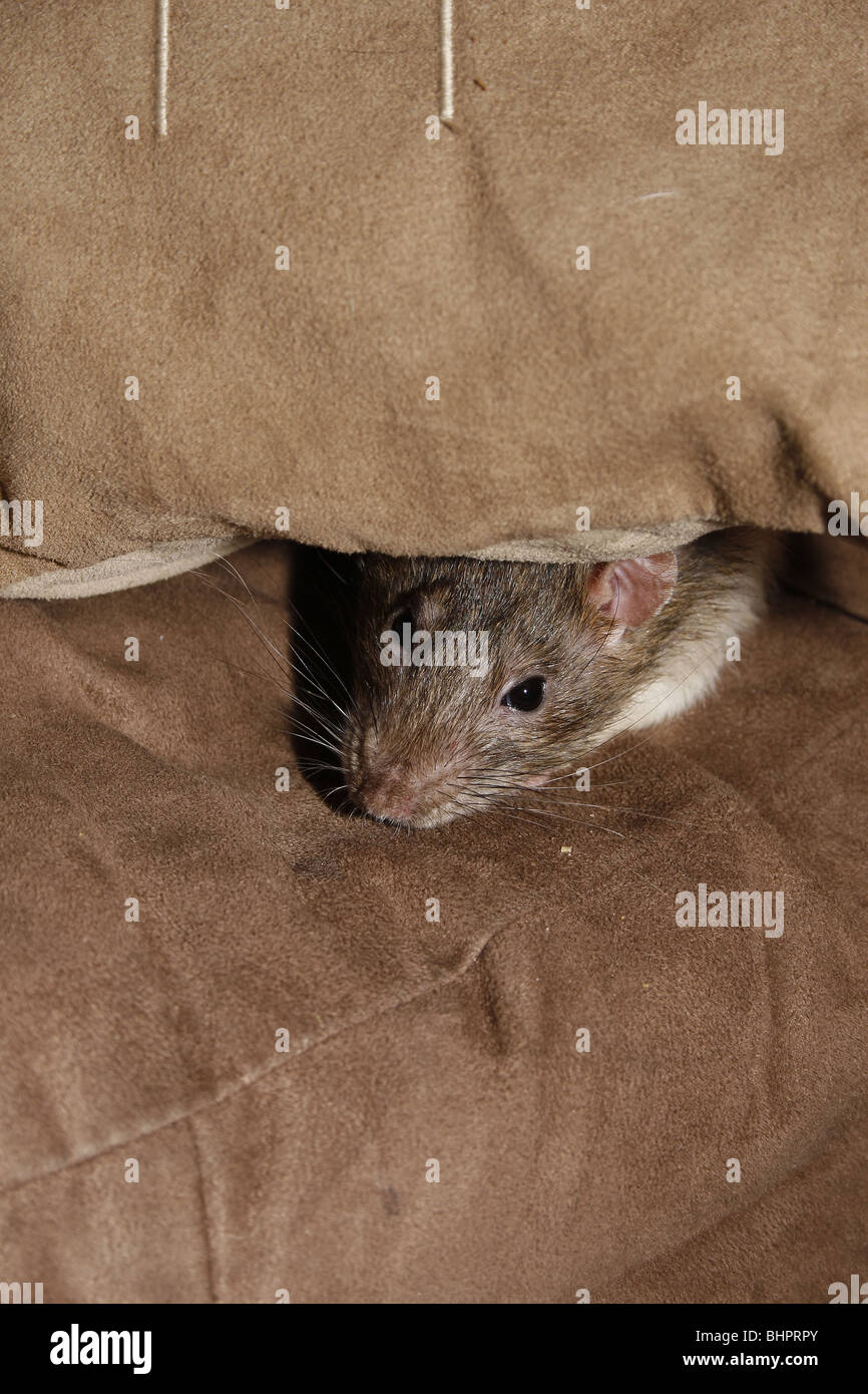 rat pet rodent Stock Photo