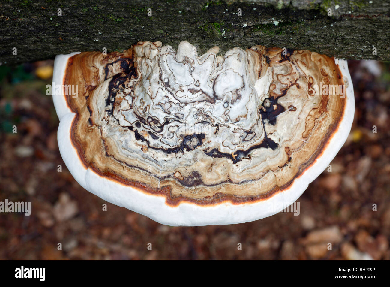 Artist's Fungus (Ganoderma applanatum), growing on dead beech tree stem Stock Photo