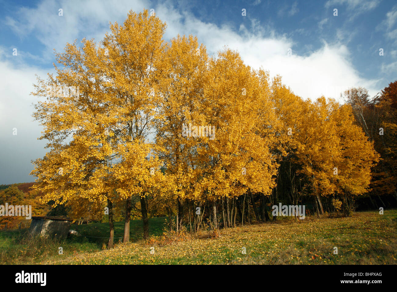 Aspen Ttees (Populus tremula), showing autumn colour Stock Photo