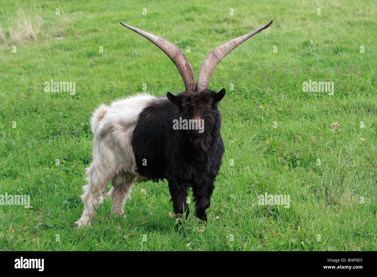 Bagot Goat, male on meadow, Germany Stock Photo