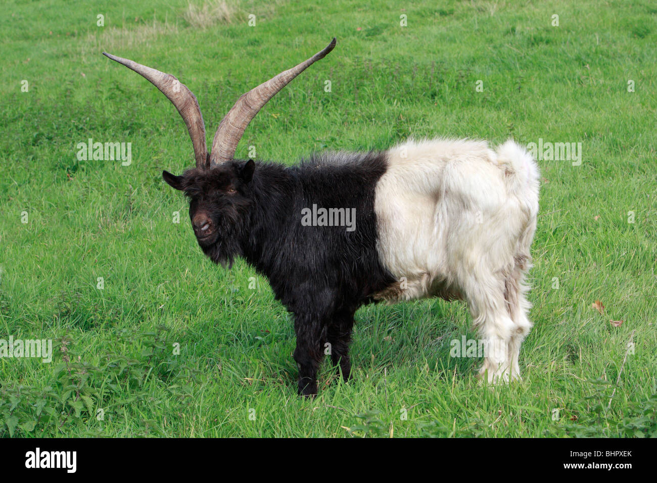 Bagot Goat, male on meadow, Germany Stock Photo