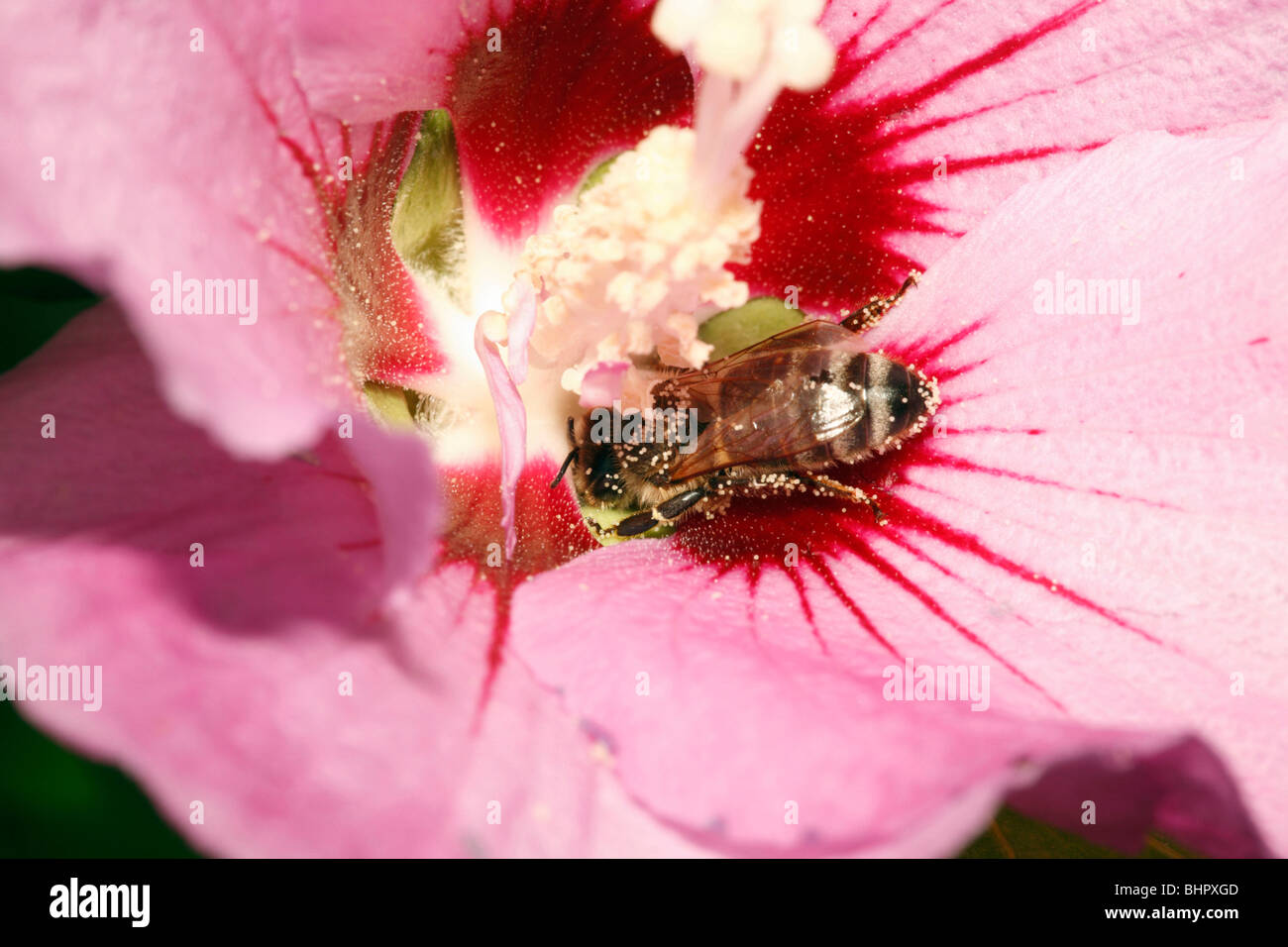 Honey Bee (Apis mellifera) - feeding on nectar of Hibiscus flower Stock Photo