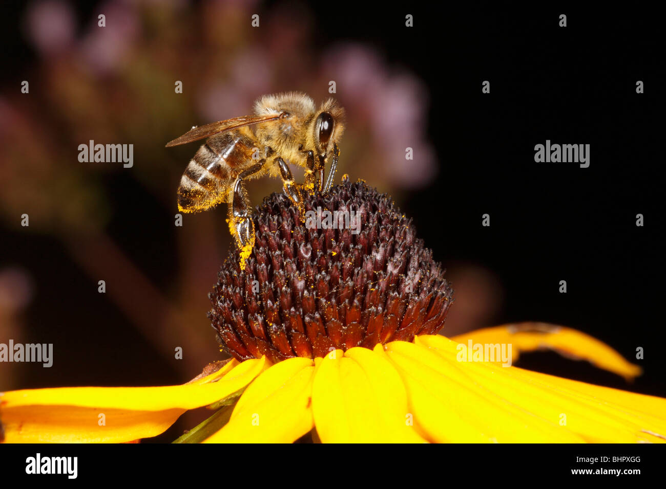 Honey Bee (Apis mellifera) - feeding on nectar of Rudbekia flower Stock Photo