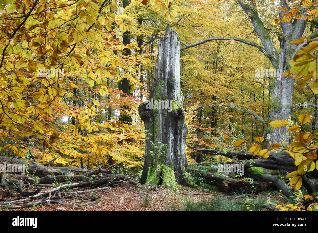 Ancient Forest in autumn, Sababurg National Park, North Hessen, Germany Stock Photo