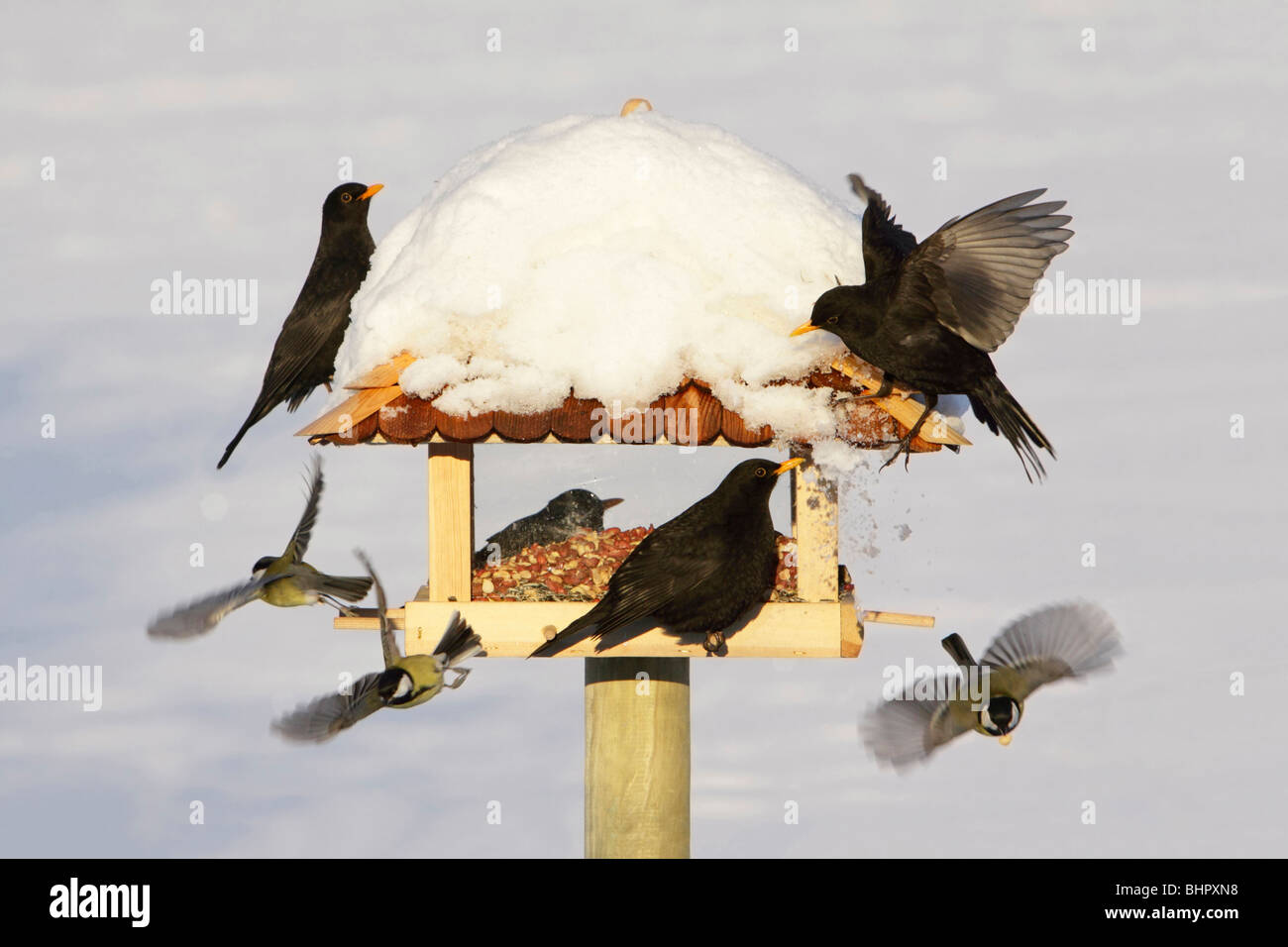 Bird Feeding Station - in garden in winter Stock Photo
