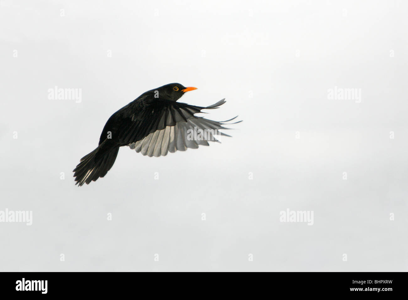 Blackbird - in flight in snow covered landscape Stock Photo