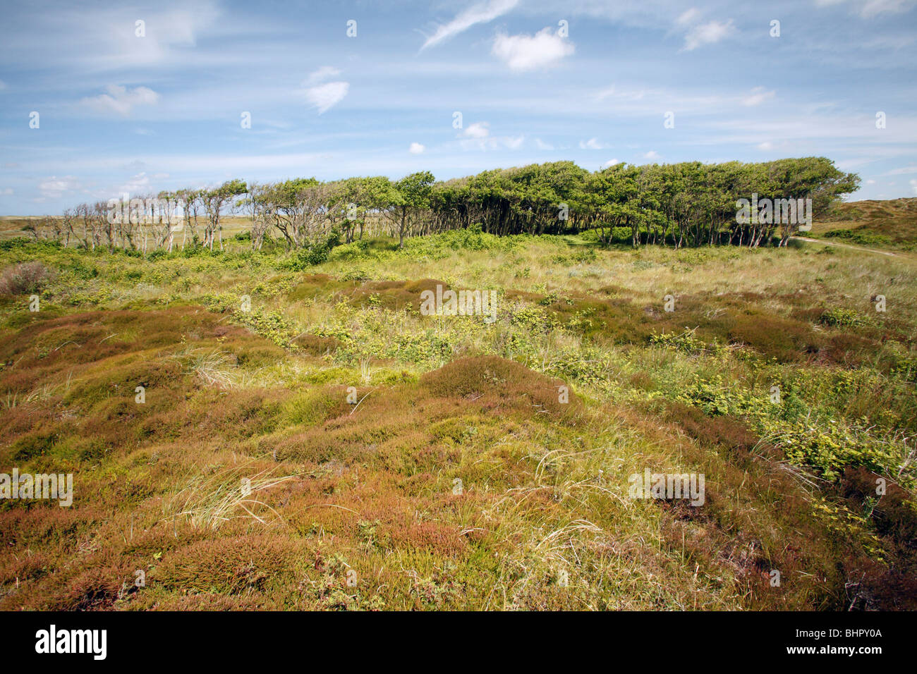 Alder Trees (Alnus glutunosa) copse, De Bollerkamer sand dune nature