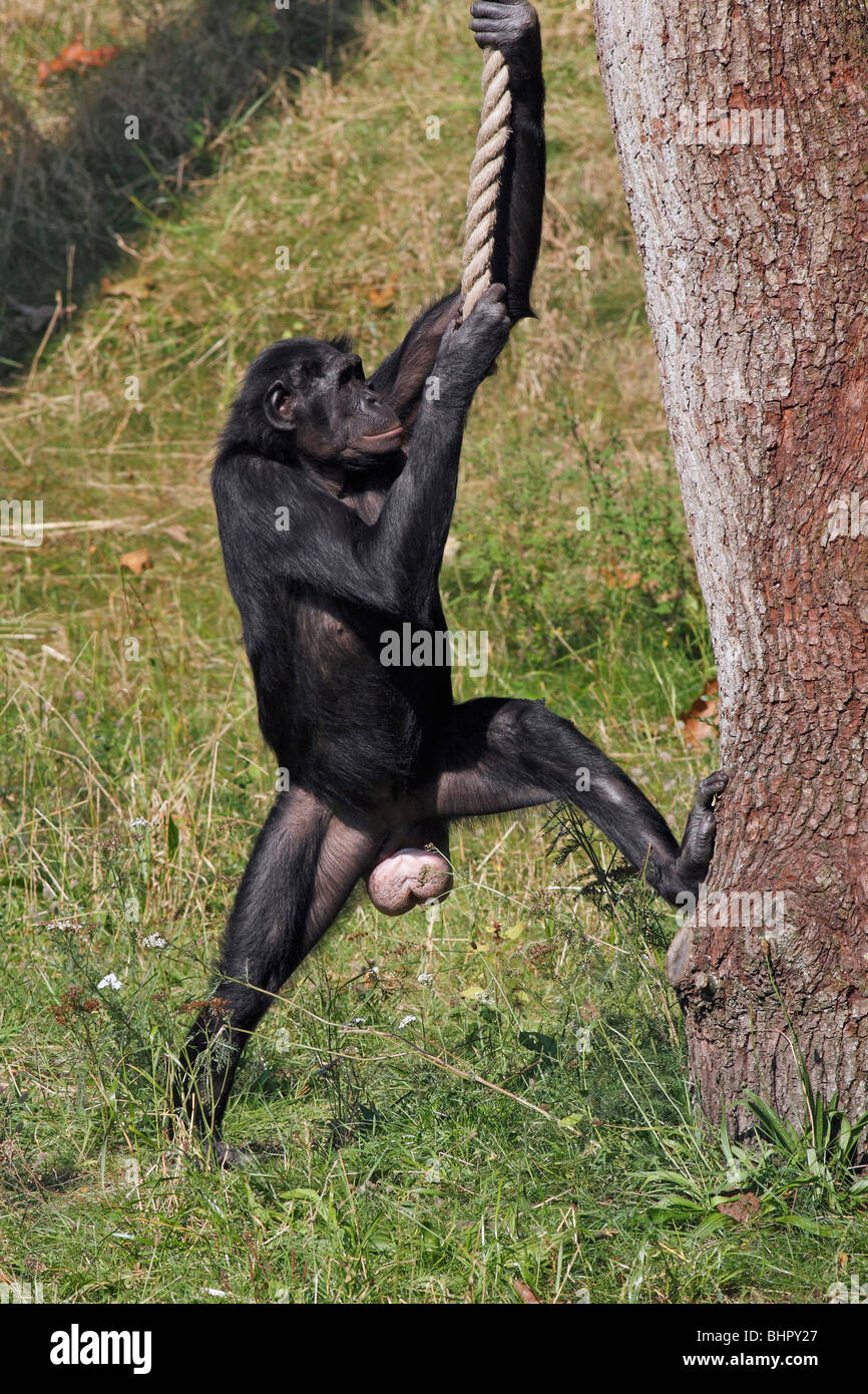 Pygmy Chimpanzee (Pan paniscus) - playing with rope Stock Photo
