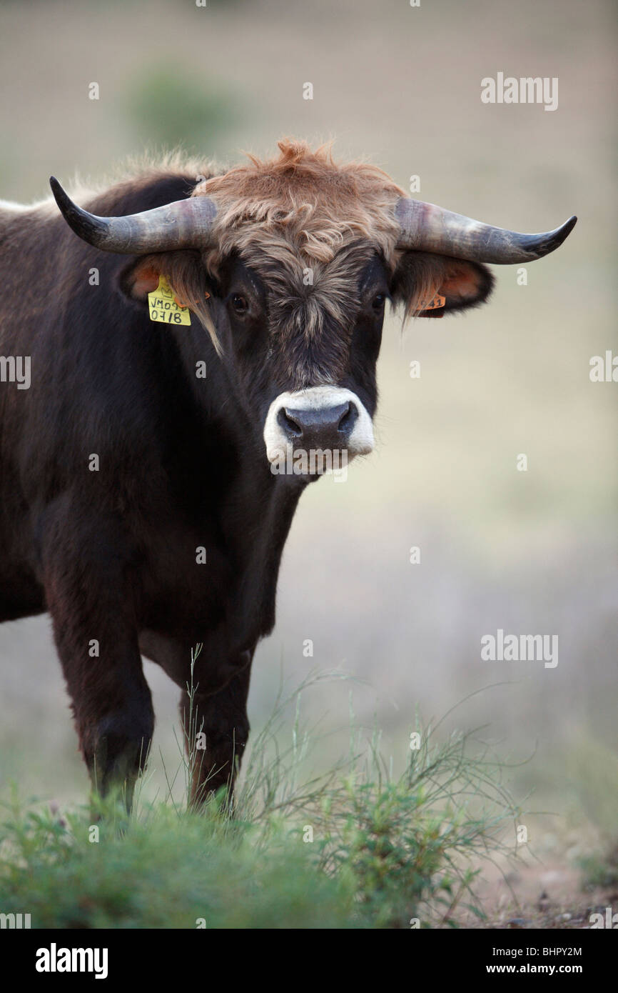 Mirandesa Bull - traditional Portugese breed, Alentejo, Portugal Stock Photo