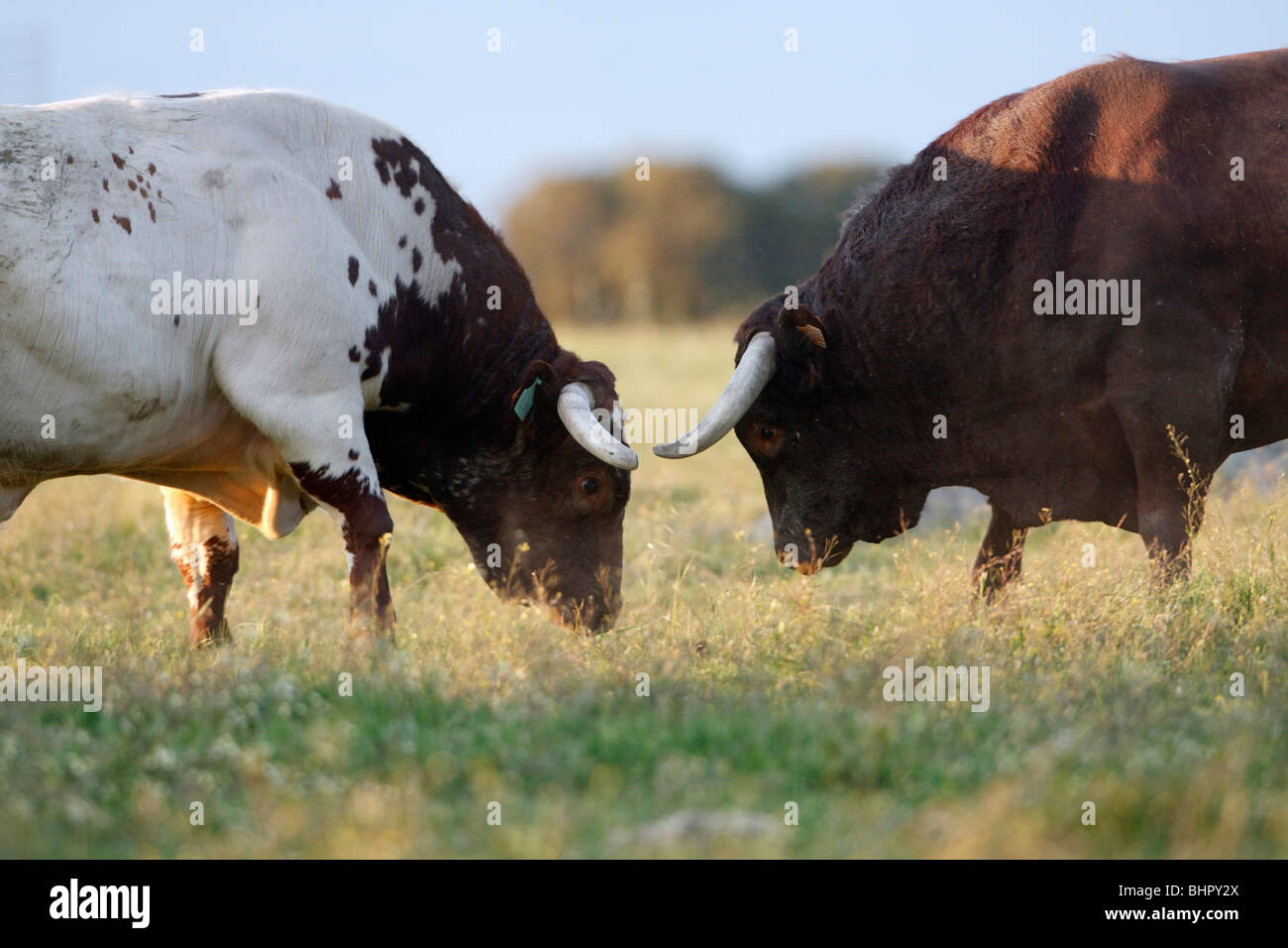 Animals fighting hi-res stock photography and images - Alamy