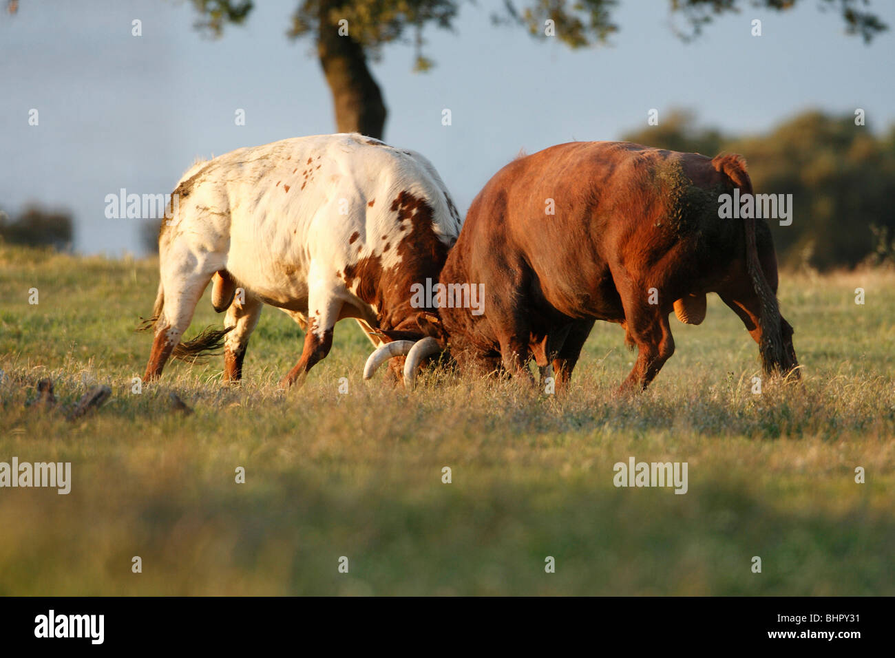 Domestic Bulls, two animals fighting, Alentejo, Portugal Stock Photo