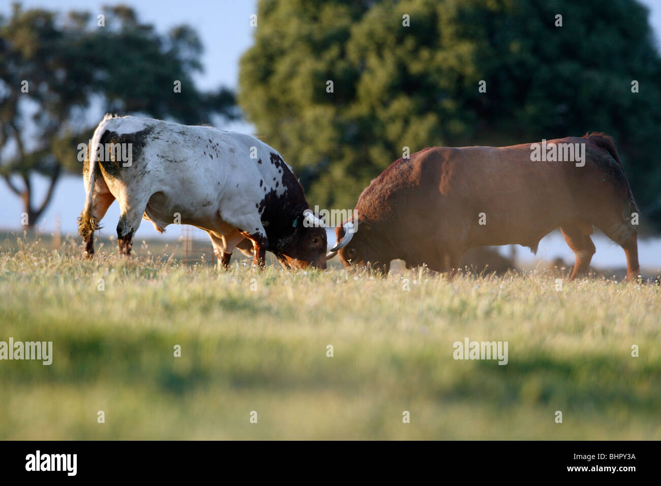 Domestic Bulls, two animals fighting, Alentejo, Portugal Stock Photo