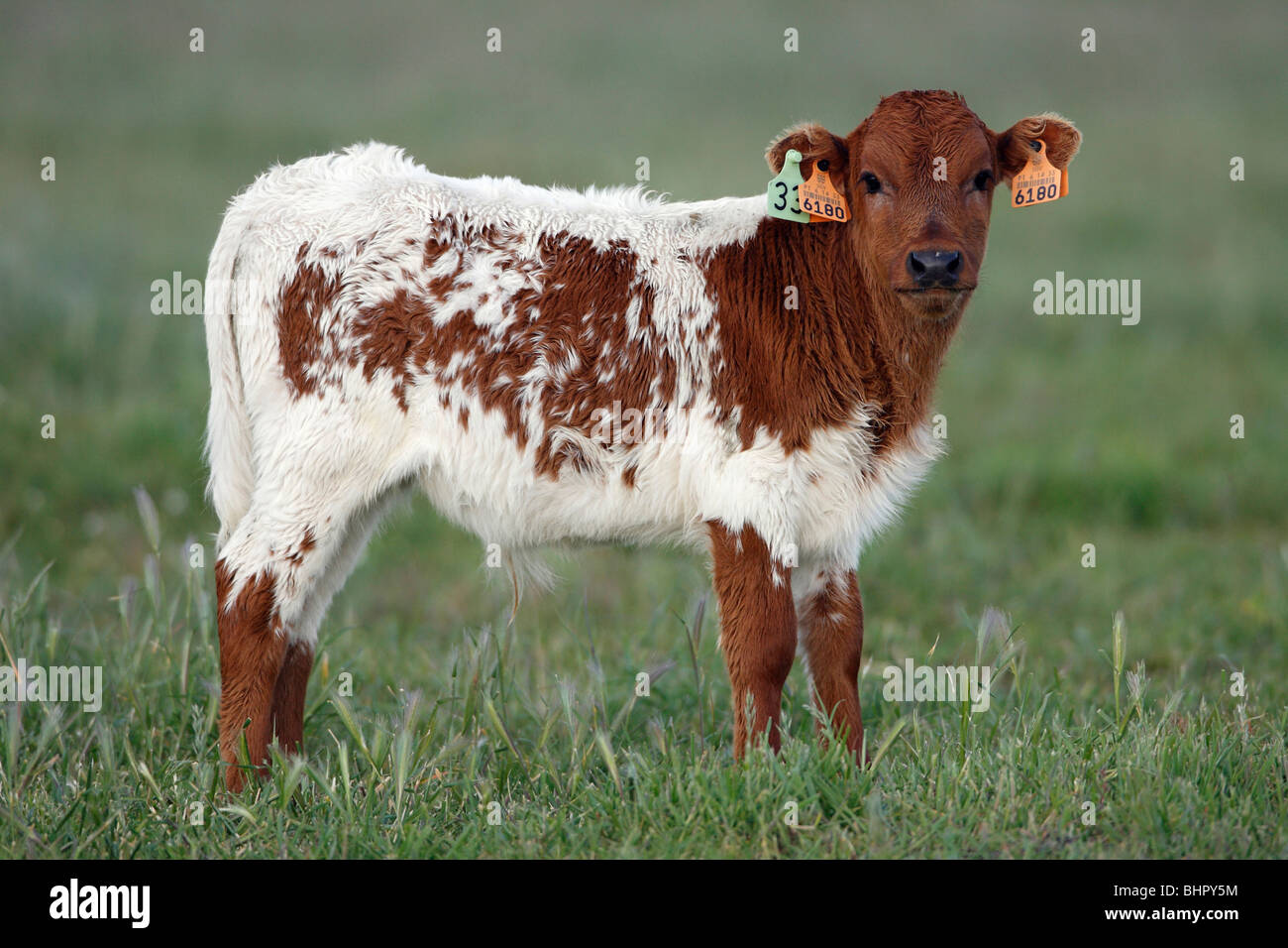 Cattle, bull calf with ear tags, beef cattle breed, Portugal Stock Photo