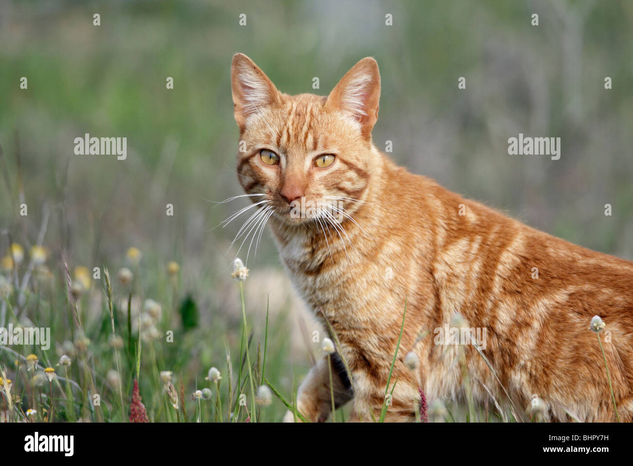 Feral cat, hunting, Herdade de Sao Marcos reserve and NP, Alentejo, Portugal Stock Photo