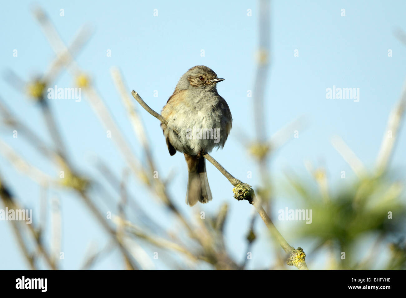 Dunnock / Hedgesparrow (Prunelle modularis), perched on branch, Germany Stock Photo