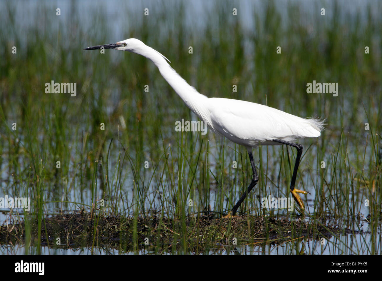 Little Egret (Egretta garzetta), searching for food in marshland, Portugal Stock Photo