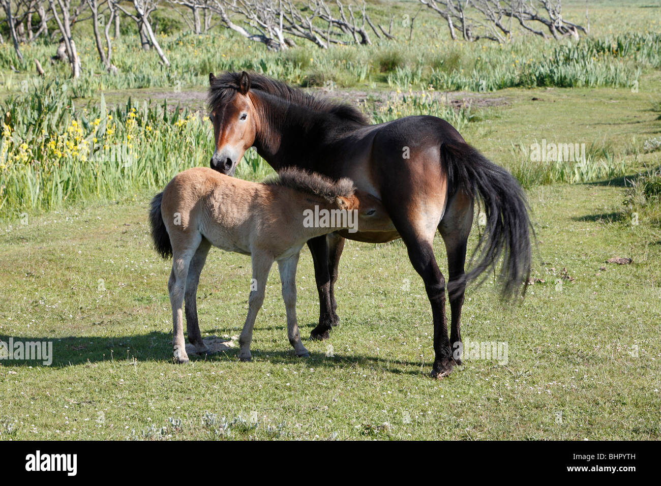 Exmoor Pony, mare suckling foal, De Bollekamer sand dune national park, Texel, Holland Stock Photo