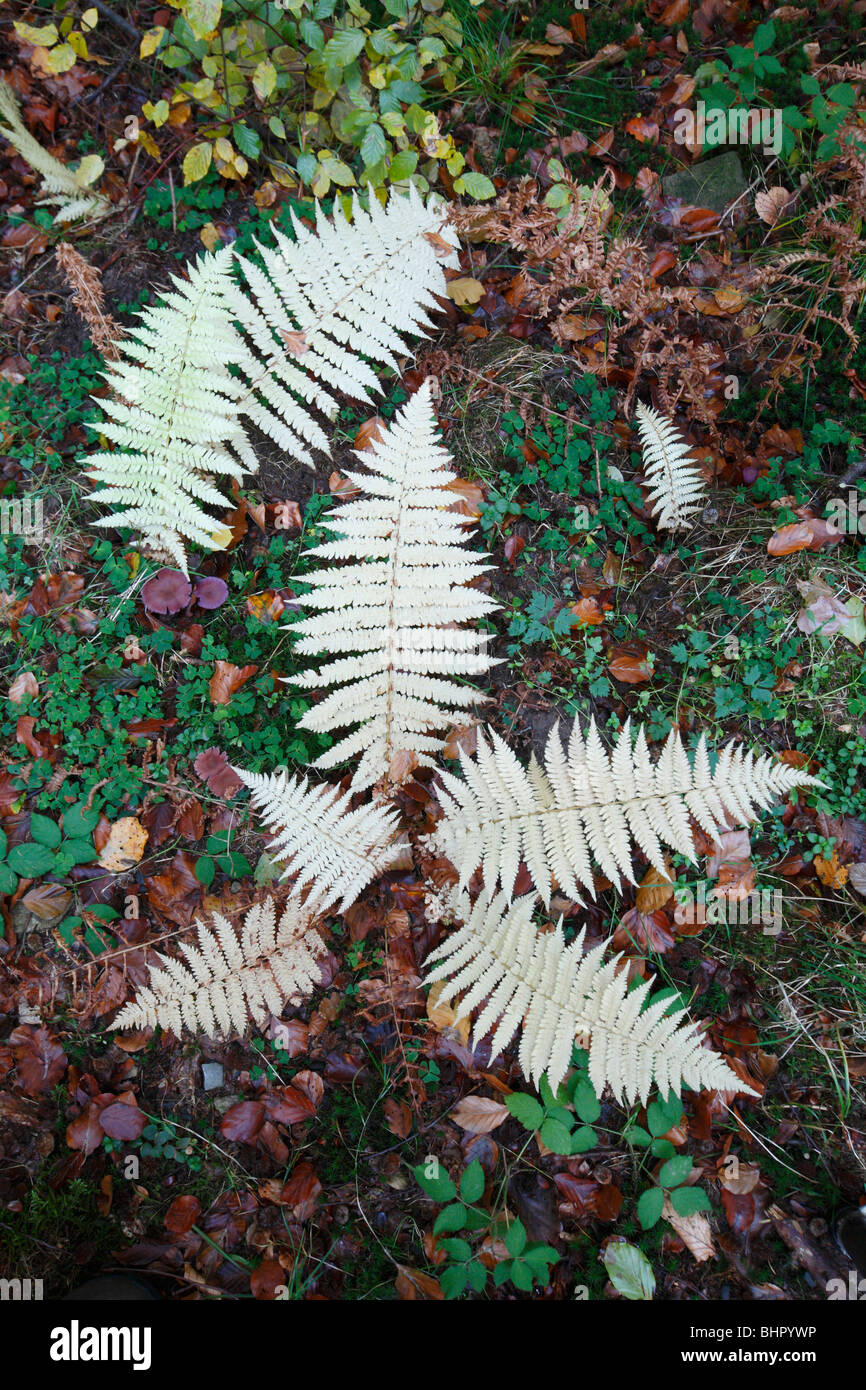 Fern plant, with autumn colour, Germany Stock Photo
